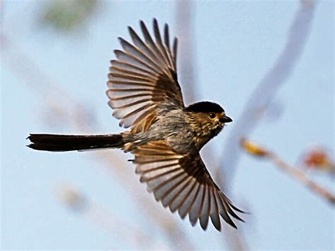 夢見鳥飛進房間|周公解夢夢見鳥